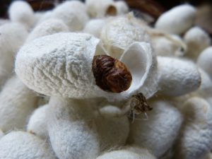 Silk dry cocoon